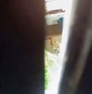 Em Belém, moradores denunciam suposto caso de maus-tratos a cachorro preso em residência no bairro da Pedreira ⁩
